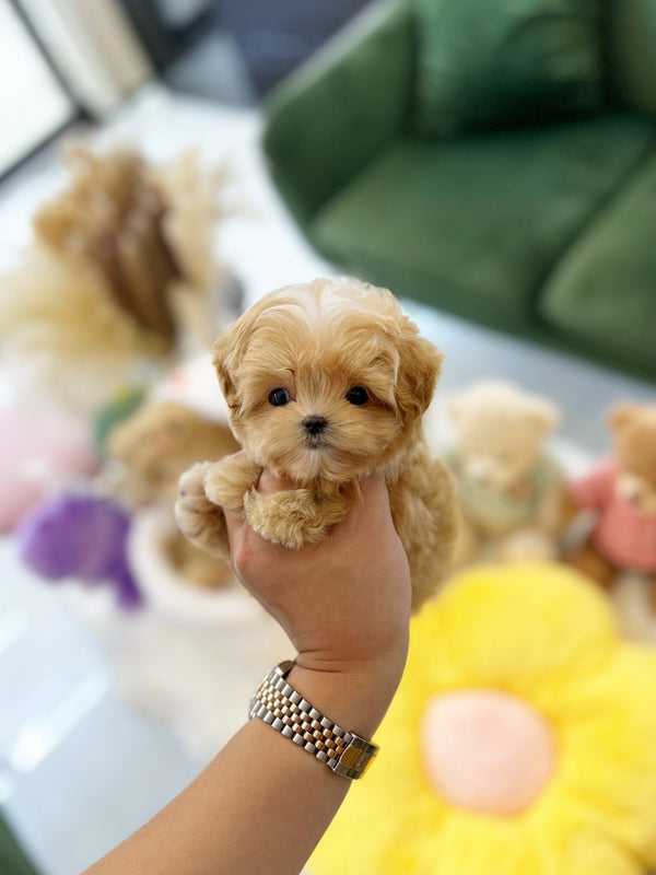 Maltipoo - Ozzie(Male) - Beautiful puppy teacup puppy with adorable features available for adoption from Velydog