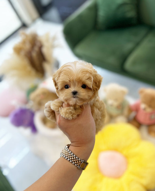 Maltipoo - Ozzie(Male) - Beautiful puppy teacup puppy with adorable features available for adoption from Velydog