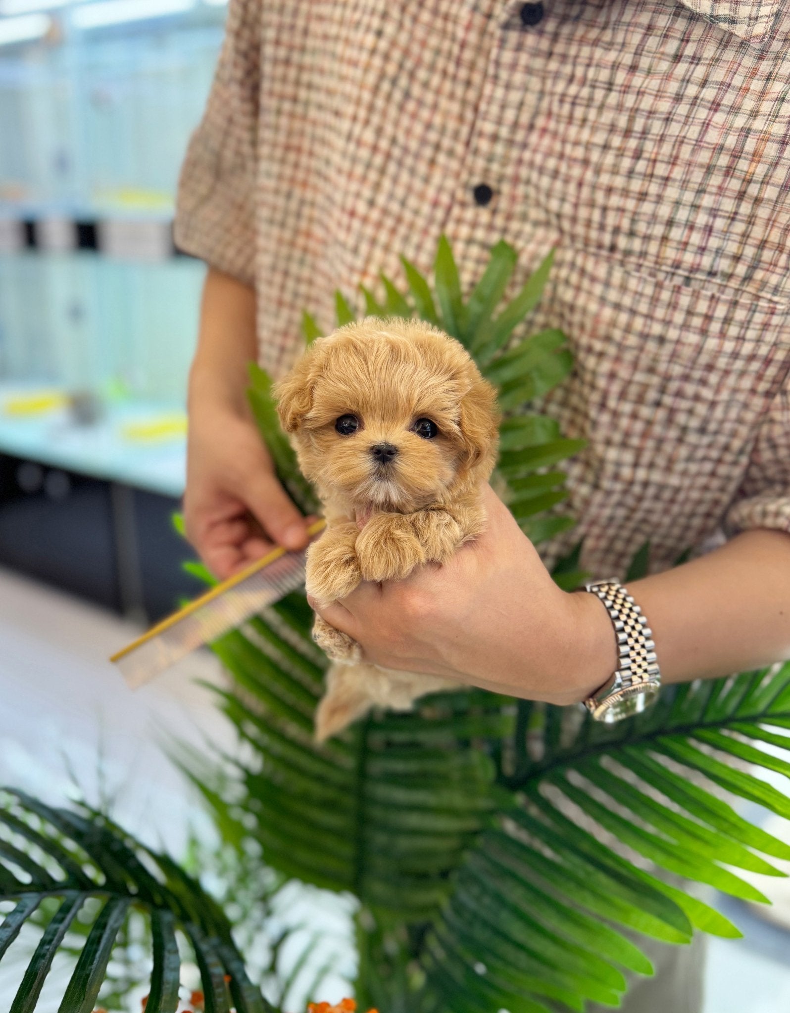 Maltipoo - Pani(Male) - Beautiful puppy teacup puppy with adorable features available for adoption from Velydog