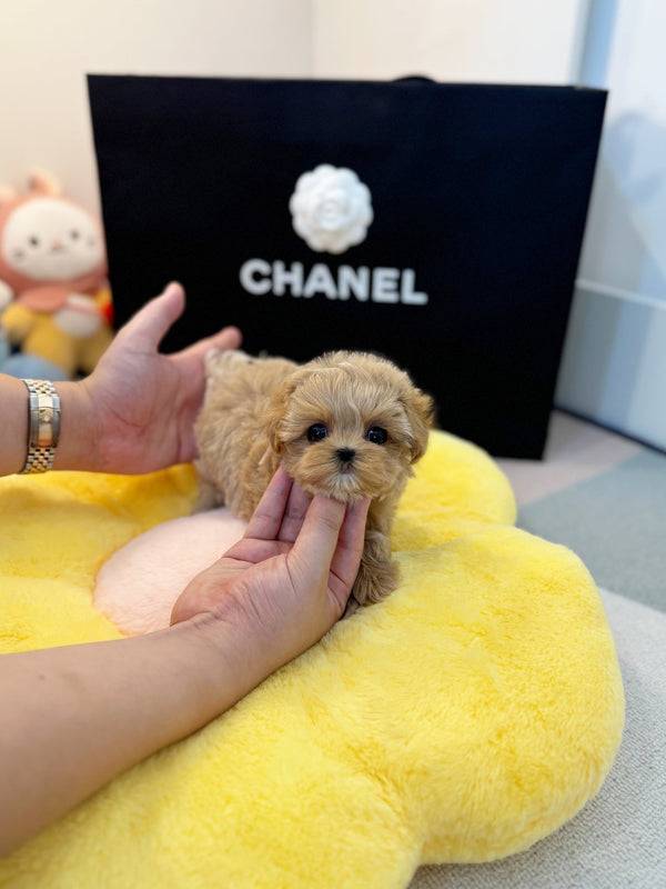 Maltipoo - Pani(Male) - Beautiful puppy teacup puppy with adorable features available for adoption from Velydog