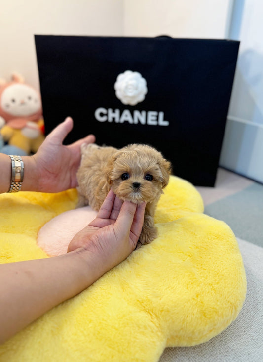 Maltipoo - Pani(Male) - Beautiful puppy teacup puppy with adorable features available for adoption from Velydog