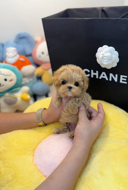 Maltipoo - Pani(Male) - Beautiful puppy teacup puppy with adorable features available for adoption from Velydog