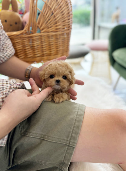 Maltipoo - Pani(Male) - Beautiful puppy teacup puppy with adorable features available for adoption from Velydog