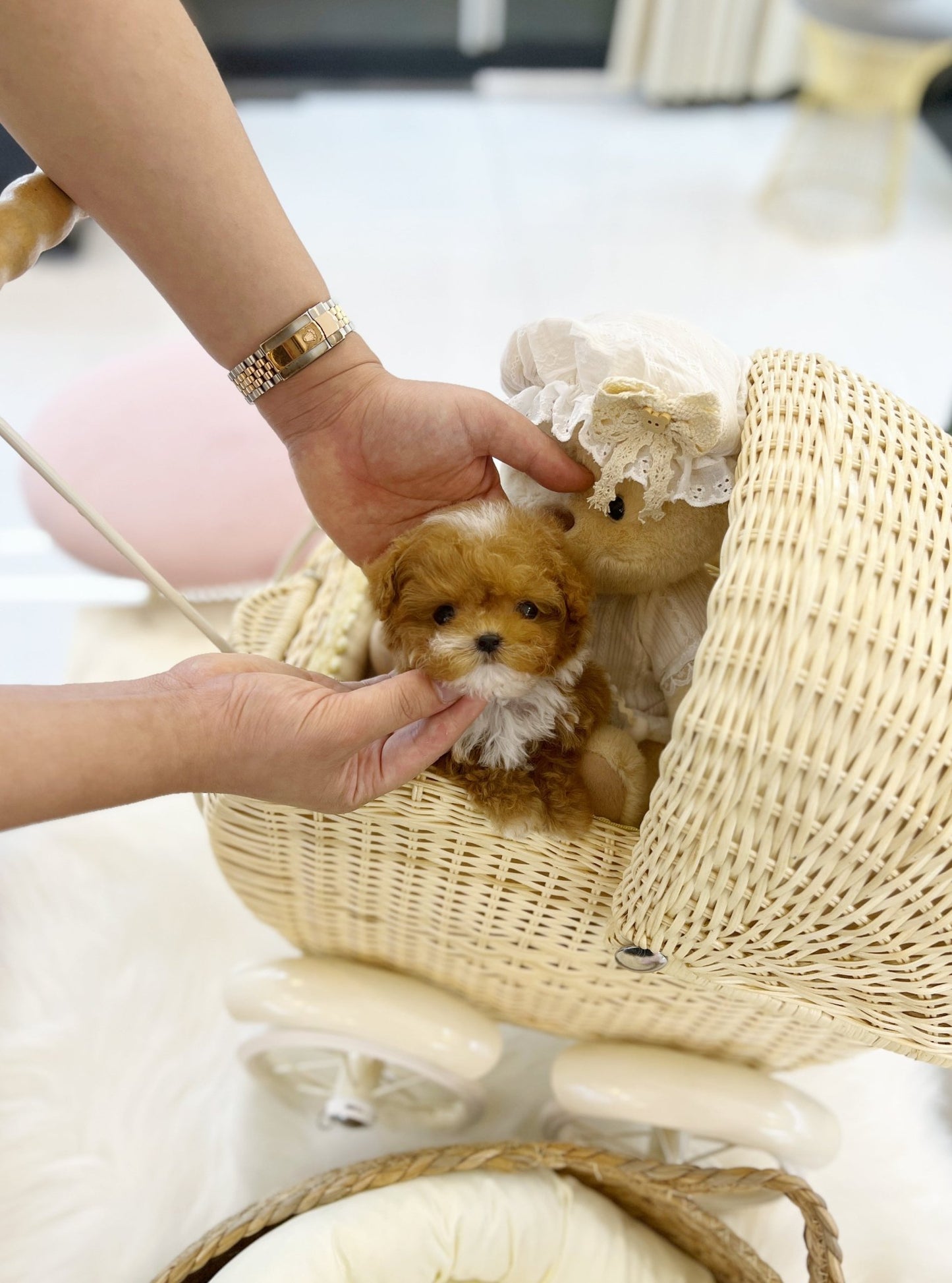 Maltipoo - Pico(Male) - Beautiful puppy teacup puppy with adorable features available for adoption from Velydog