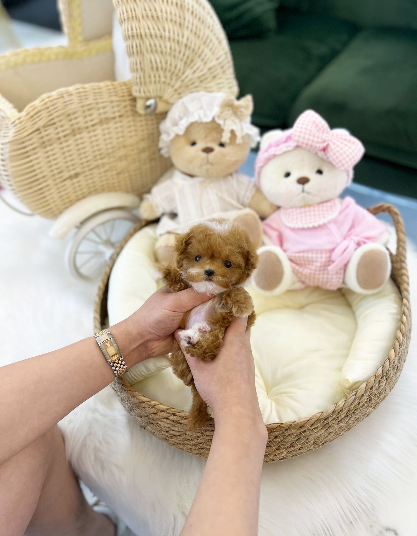 Maltipoo - Pico(Male) - Beautiful puppy teacup puppy with adorable features available for adoption from Velydog