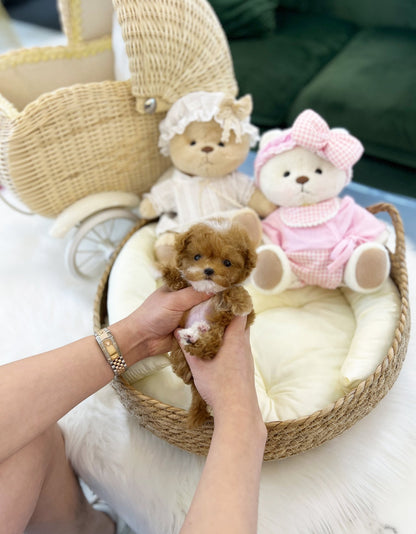 Maltipoo - Pico(Male) - Beautiful puppy teacup puppy with adorable features available for adoption from Velydog