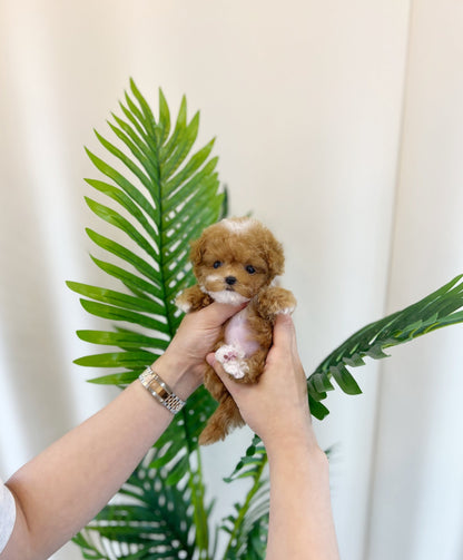 Maltipoo - Pico(Male) - Beautiful puppy teacup puppy with adorable features available for adoption from Velydog