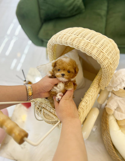 Maltipoo - Pico(Male) - Beautiful puppy teacup puppy with adorable features available for adoption from Velydog