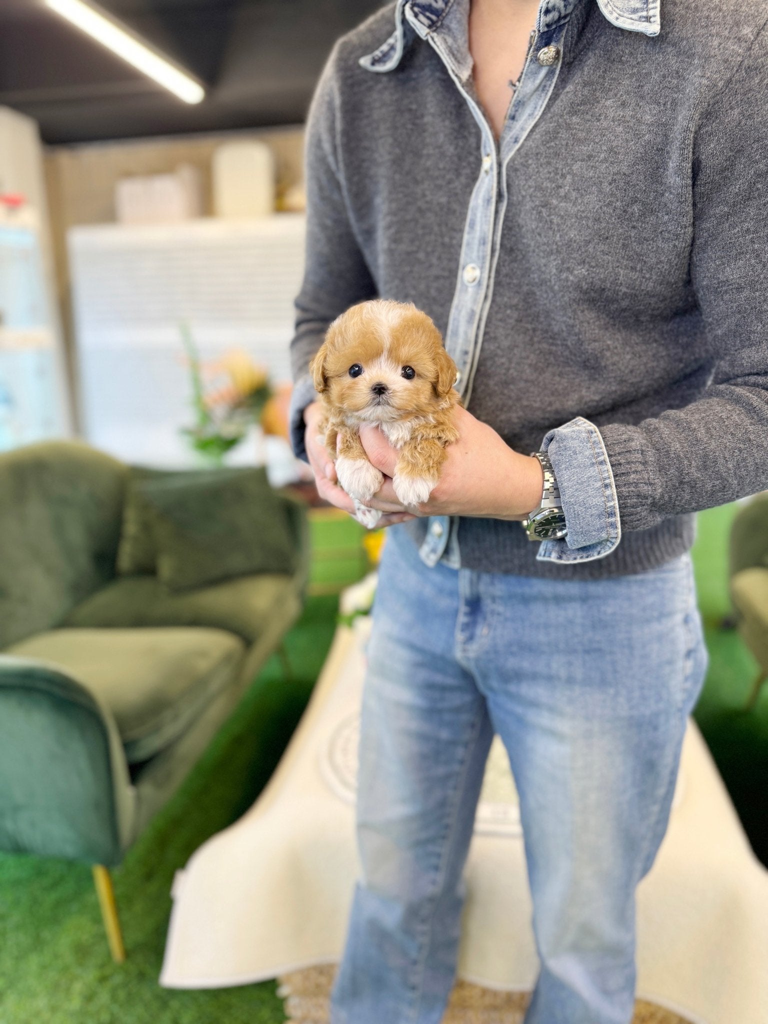 Maltipoo - Pio(Male) - Beautiful puppy teacup puppy with adorable features available for adoption from Velydog