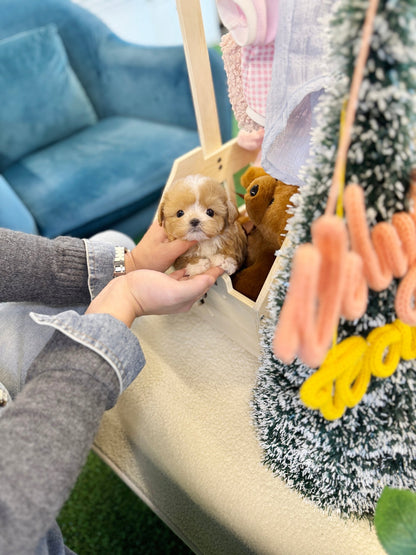 Maltipoo - Pio(Male) - Beautiful puppy teacup puppy with adorable features available for adoption from Velydog