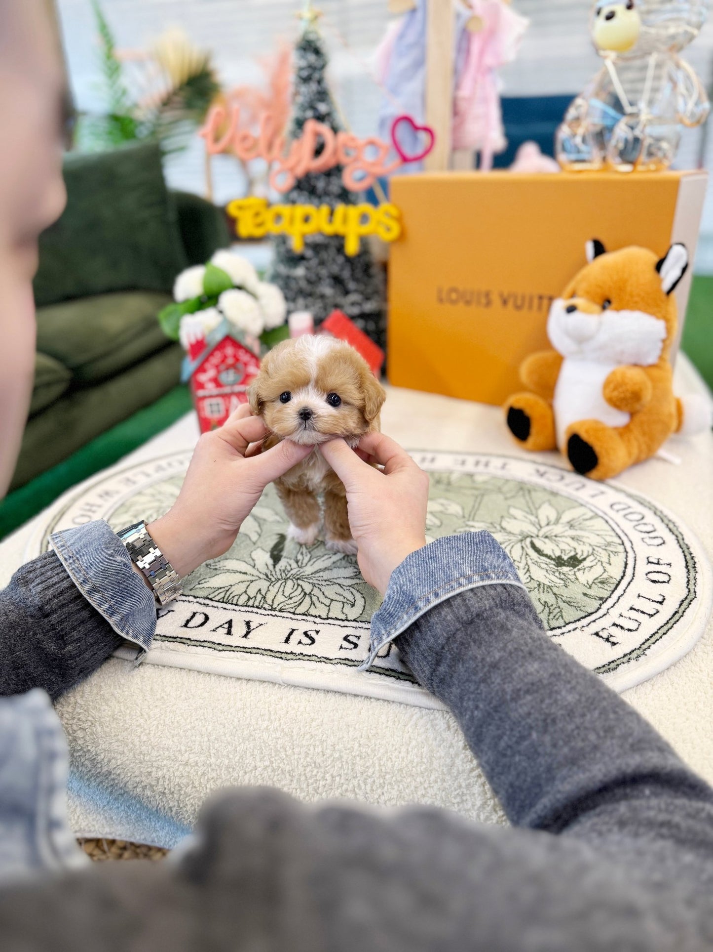 Maltipoo - Pio(Male) - Beautiful puppy teacup puppy with adorable features available for adoption from Velydog