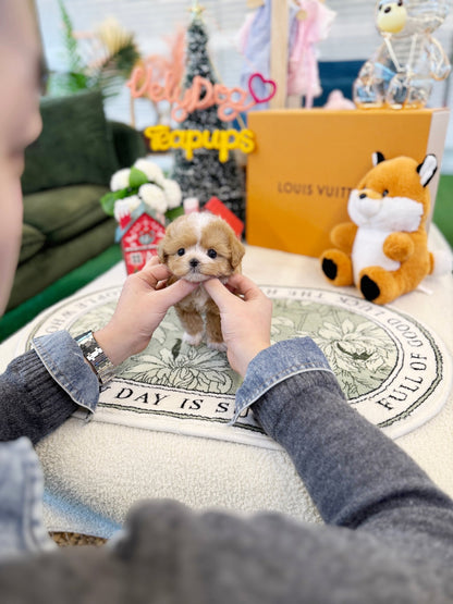 Maltipoo - Pio(Male) - Beautiful puppy teacup puppy with adorable features available for adoption from Velydog
