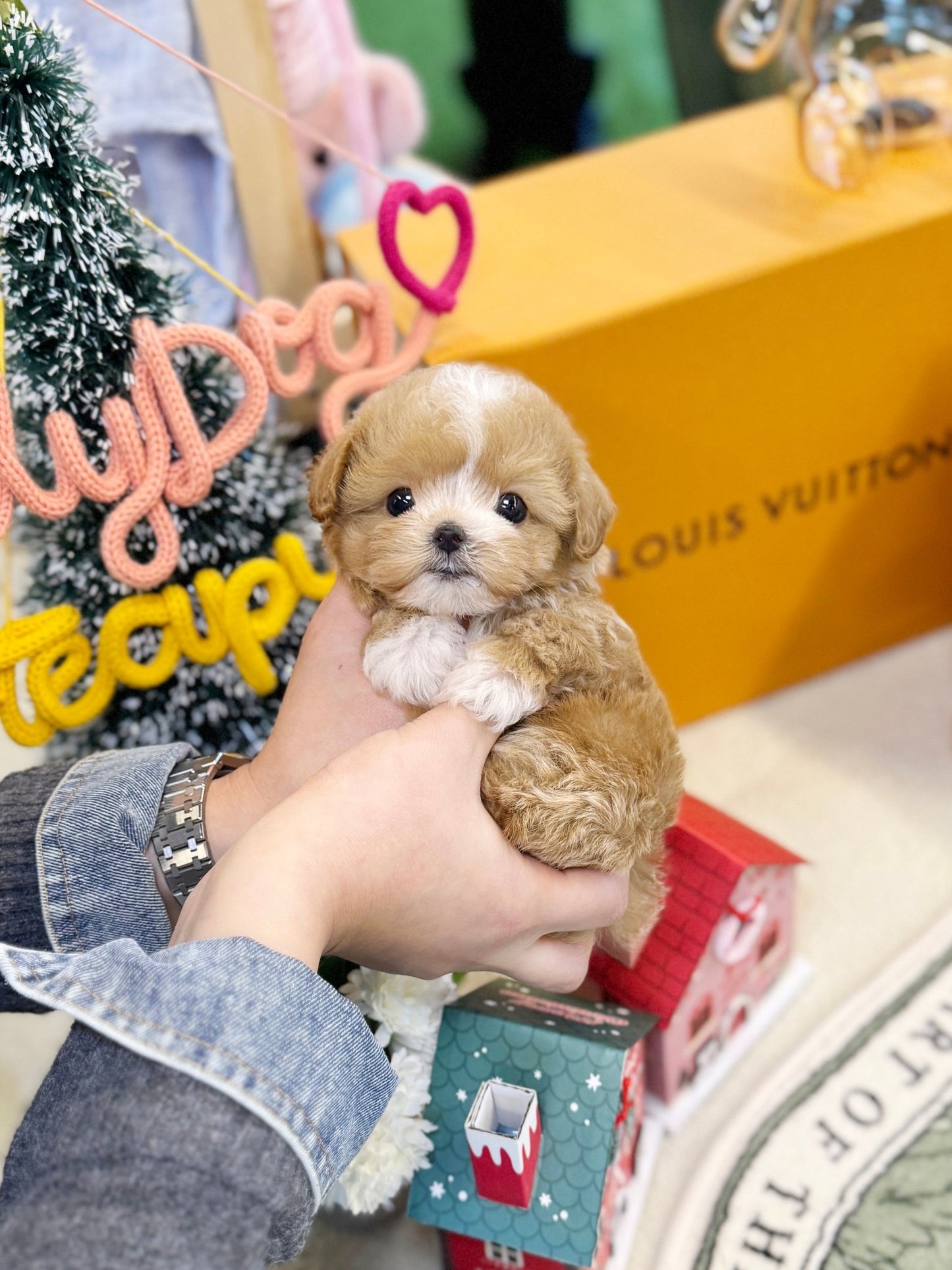 Maltipoo - Pio(Male) - Beautiful puppy teacup puppy with adorable features available for adoption from Velydog
