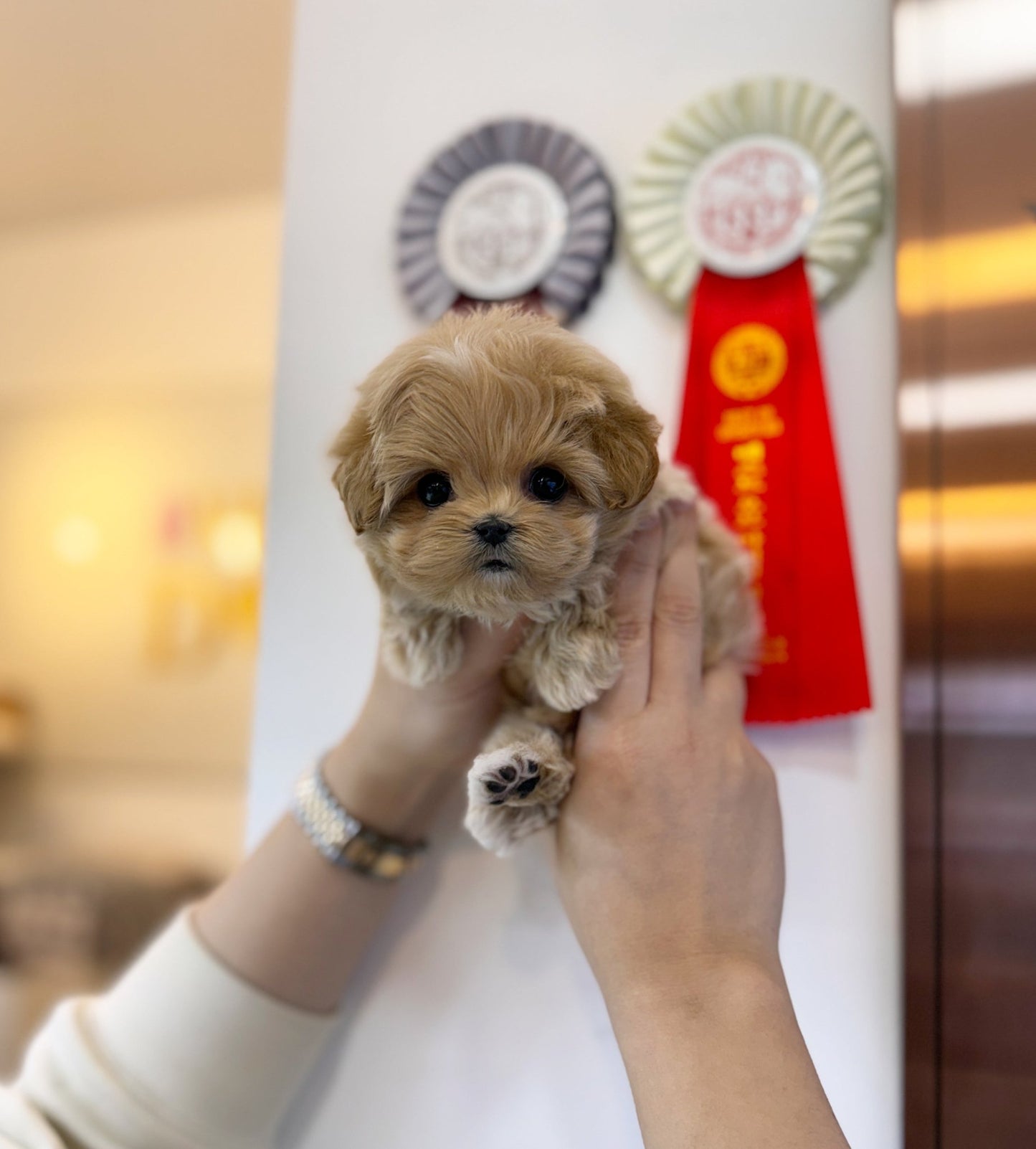 Maltipoo - Piper(Male) - Beautiful puppy teacup puppy with adorable features available for adoption from Velydog