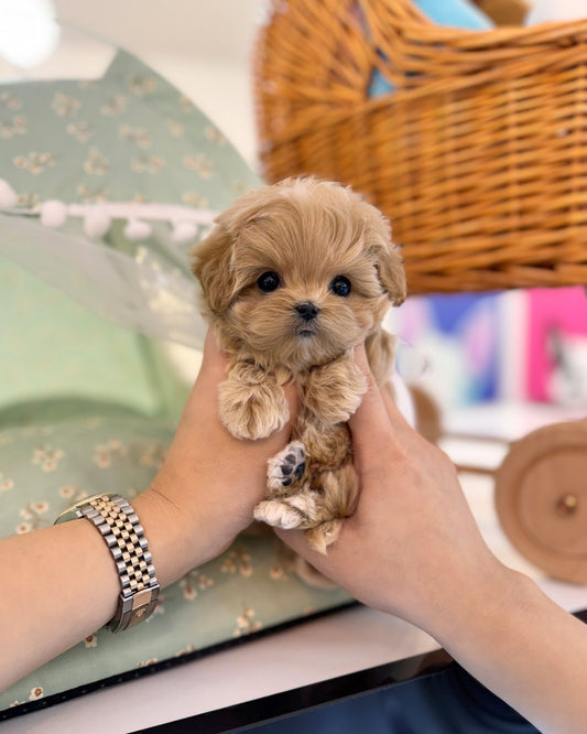 Maltipoo - Piper(Male) - Beautiful puppy teacup puppy with adorable features available for adoption from Velydog