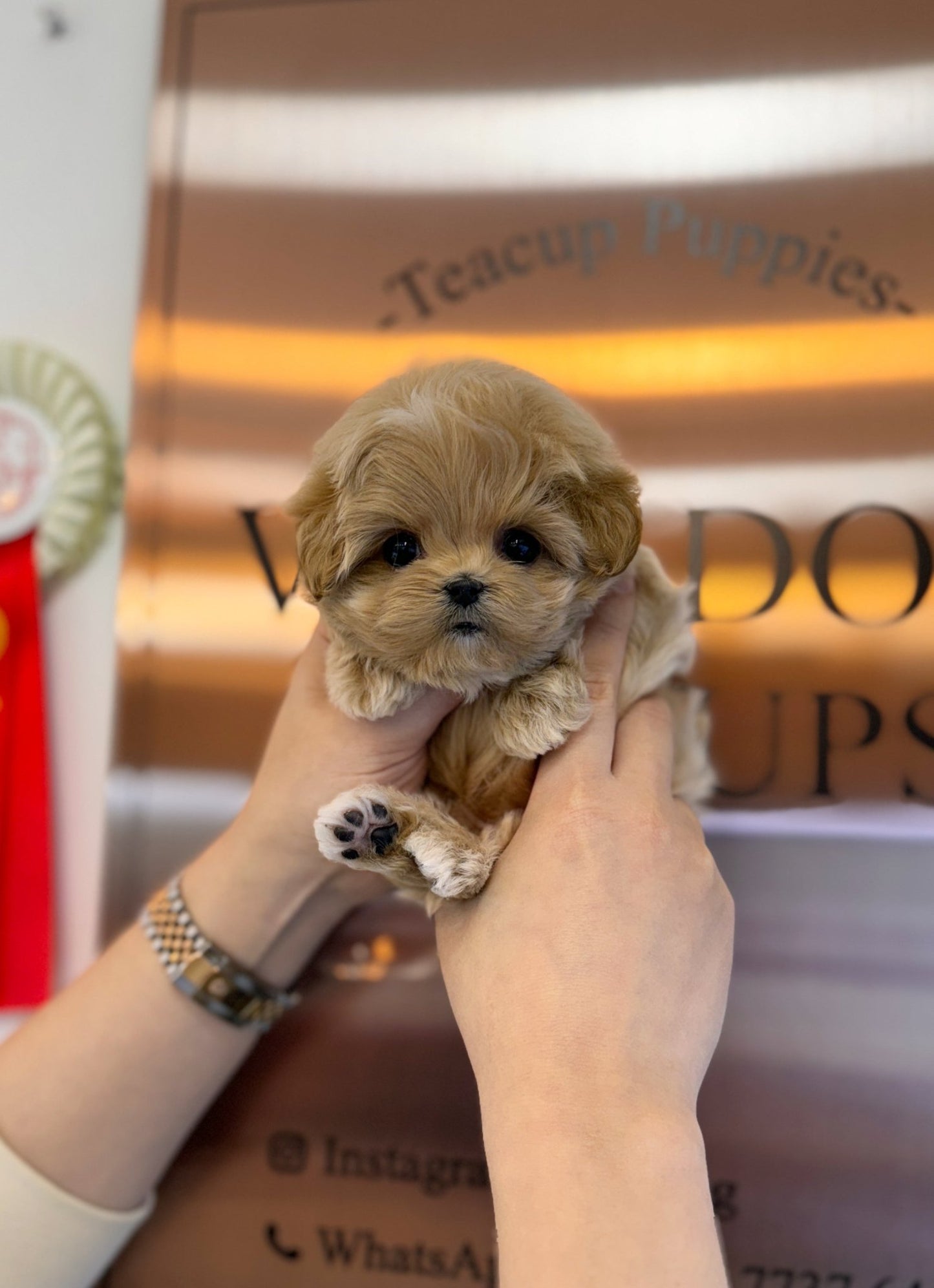 Maltipoo - Piper(Male) - Beautiful puppy teacup puppy with adorable features available for adoption from Velydog