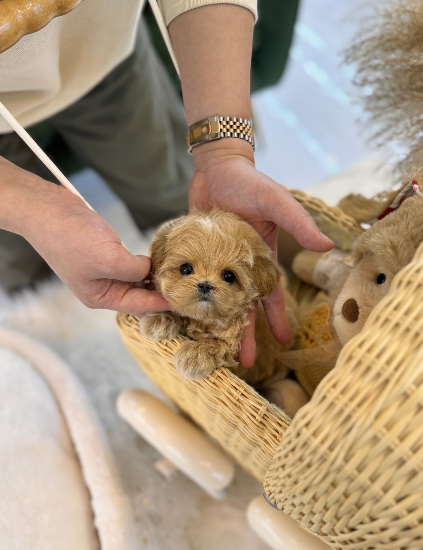 Maltipoo - Piper(Male) - Beautiful puppy teacup puppy with adorable features available for adoption from Velydog