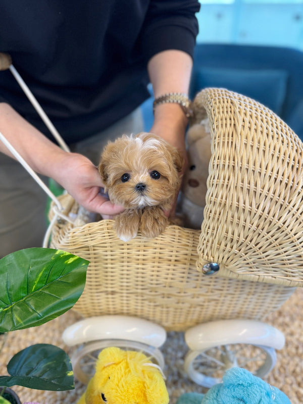 Maltipoo - Poca(Male) - Beautiful puppy teacup puppy with adorable features available for adoption from Velydog