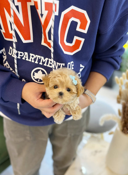 Maltipoo - Pochi(Male) - Beautiful puppy teacup puppy with adorable features available for adoption from Velydog