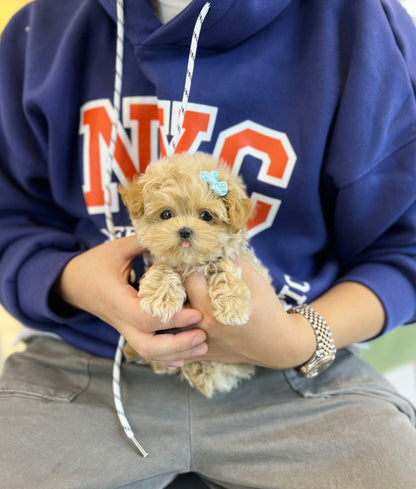 Maltipoo - Pochi(Male) - Beautiful puppy teacup puppy with adorable features available for adoption from Velydog