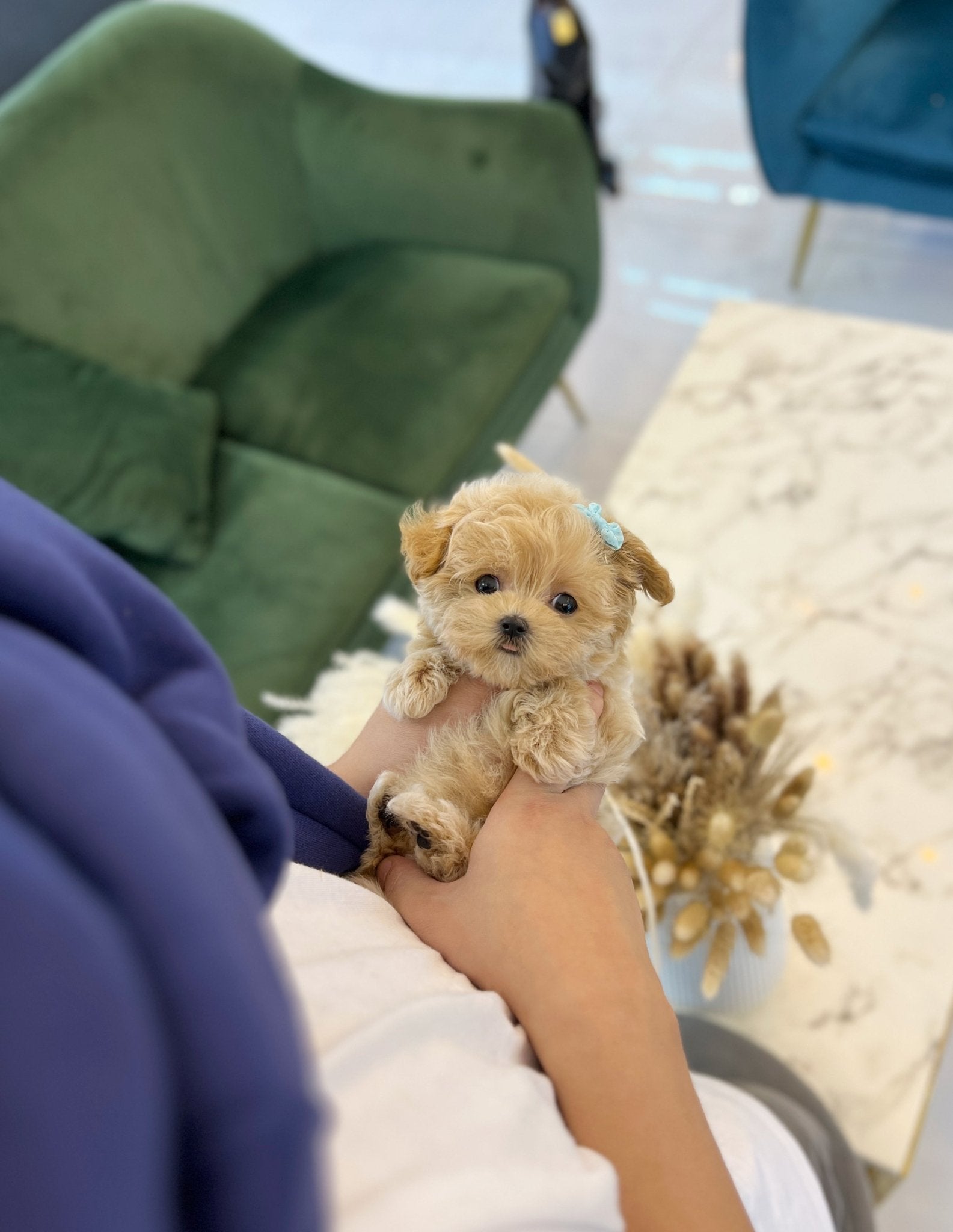 Maltipoo - Pochi(Male) - Beautiful puppy teacup puppy with adorable features available for adoption from Velydog