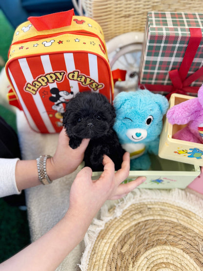 Maltipoo - Pocket(Female) - Beautiful puppy teacup puppy with adorable features available for adoption from Velydog