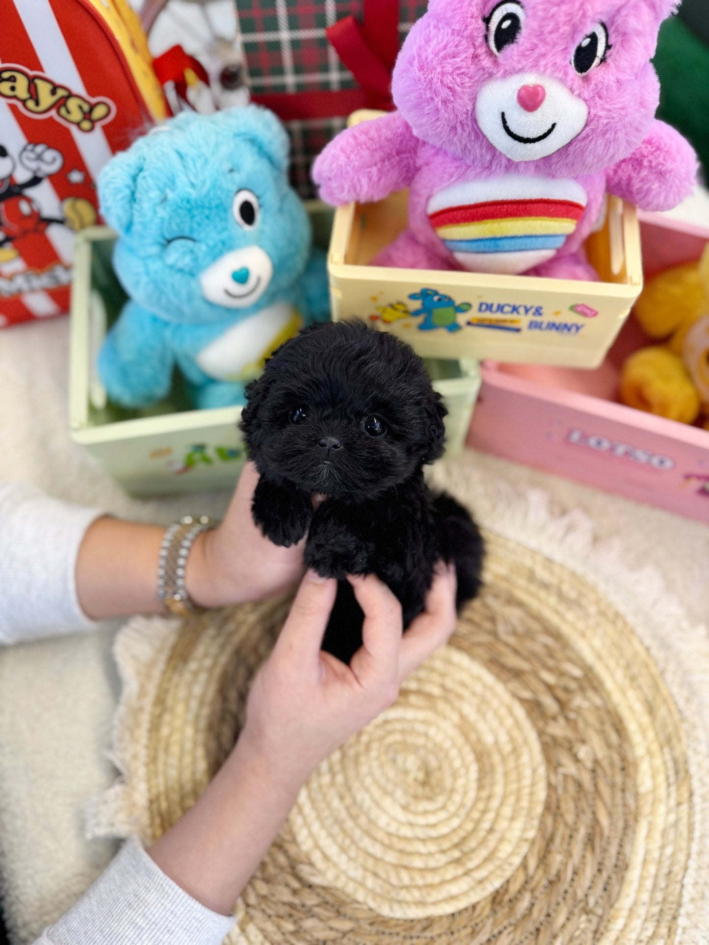 Maltipoo - Pocket(Female) - Beautiful puppy teacup puppy with adorable features available for adoption from Velydog