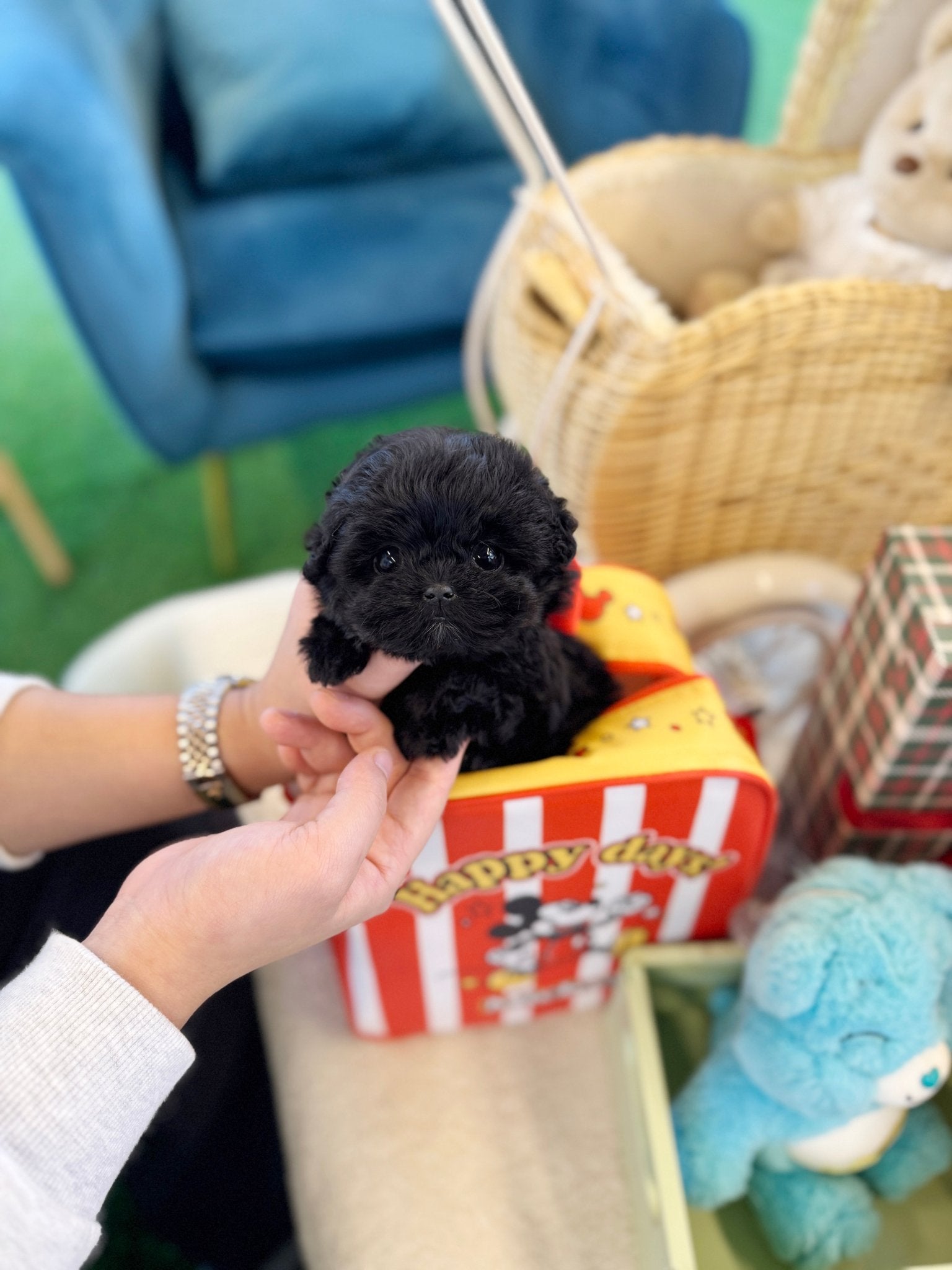 Maltipoo - Pocket(Female) - Beautiful puppy teacup puppy with adorable features available for adoption from Velydog