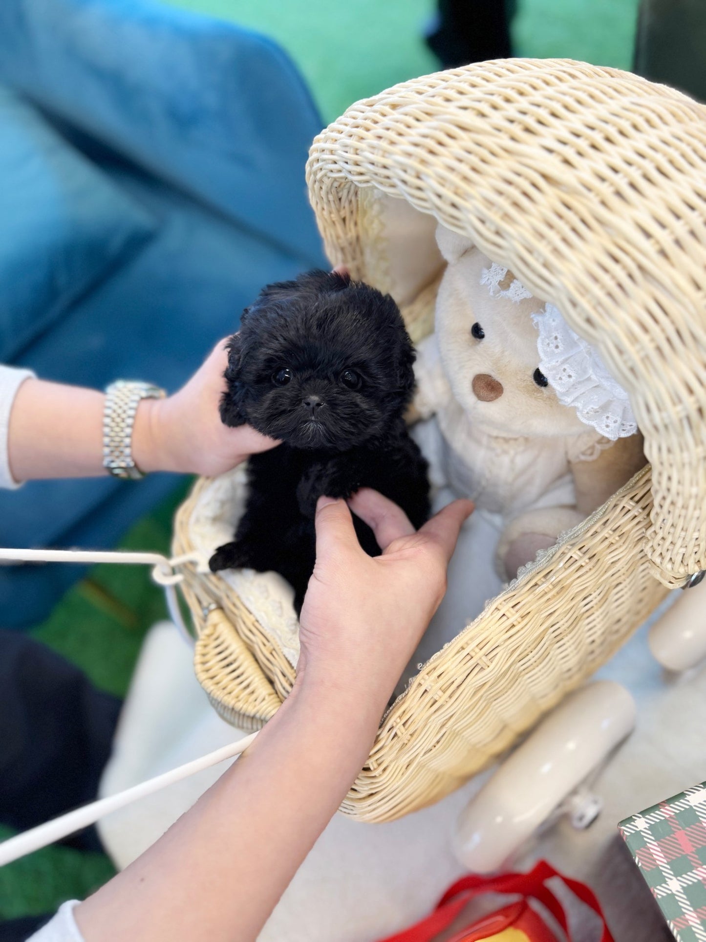 Maltipoo - Pocket(Female) - Beautiful puppy teacup puppy with adorable features available for adoption from Velydog