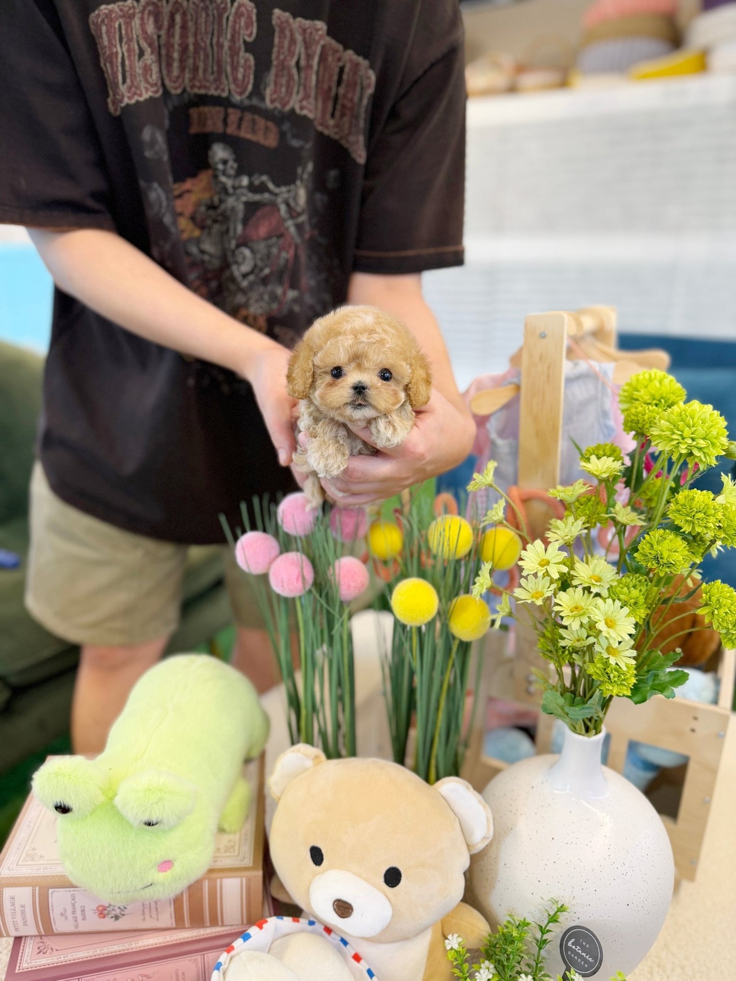 Maltipoo - Pokey(Female) - Beautiful puppy teacup puppy with adorable features available for adoption from Velydog