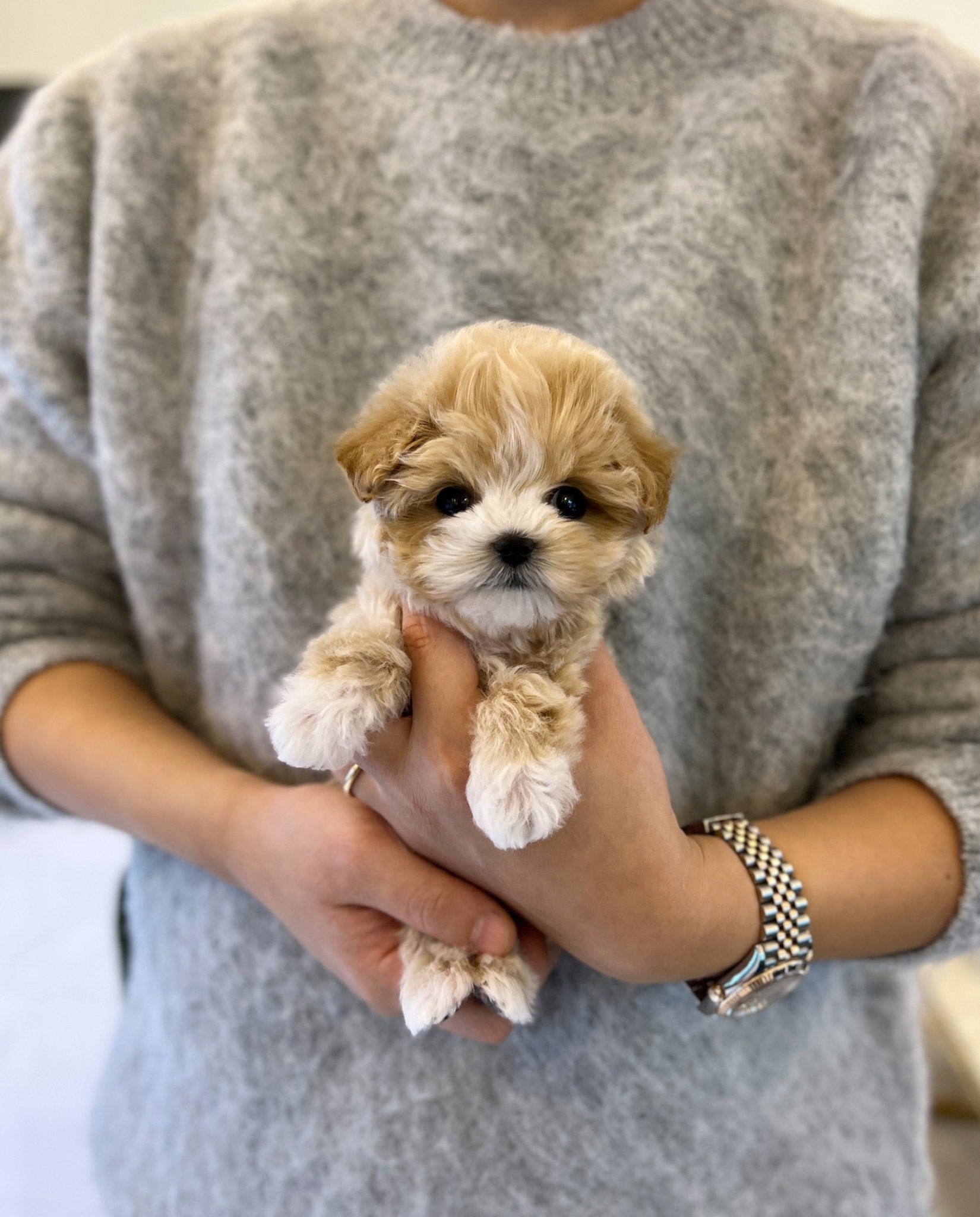 Maltipoo - Pongki - Beautiful puppy teacup puppy with adorable features available for adoption from Velydog