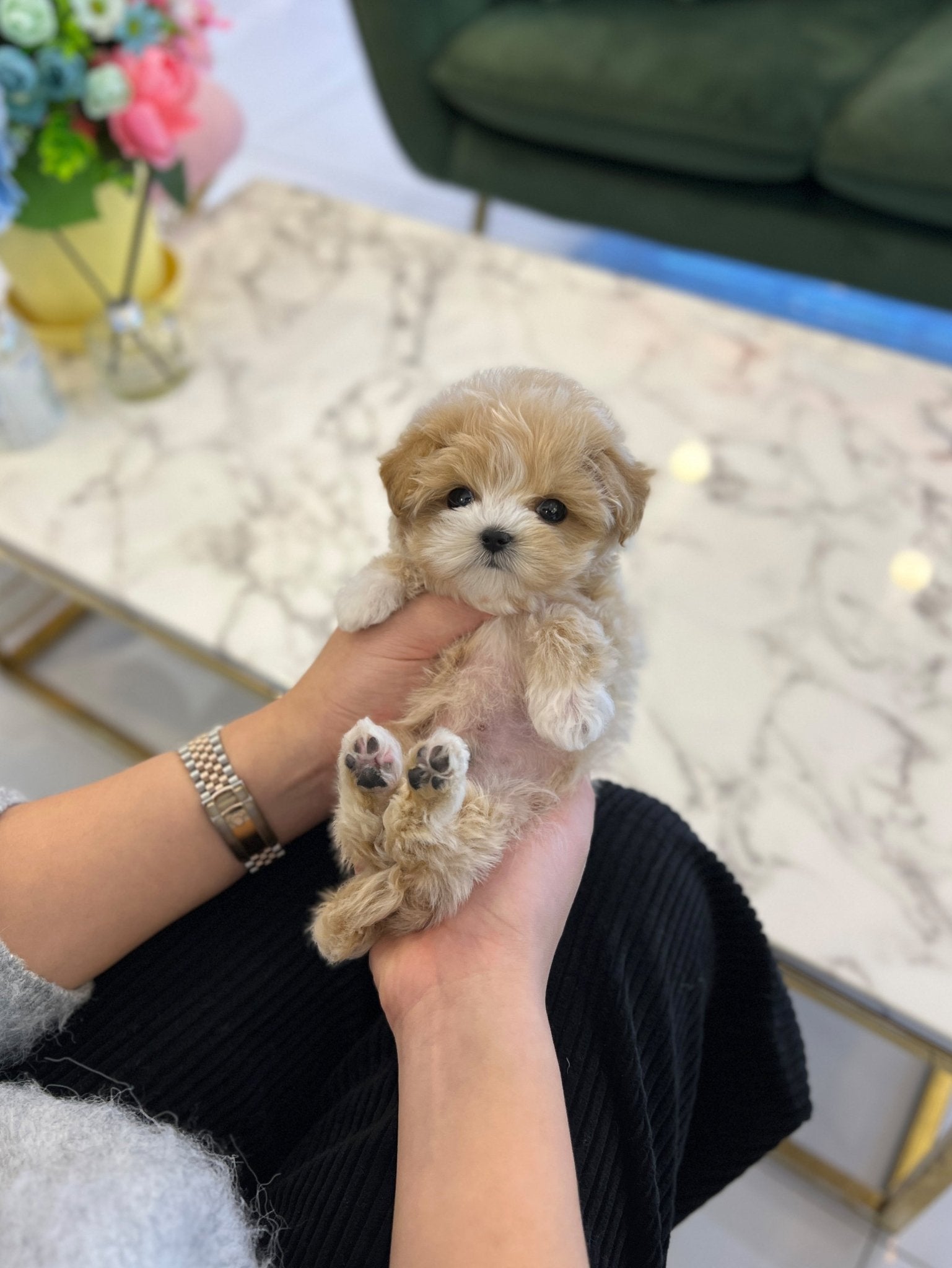 Maltipoo - Pongki - Beautiful puppy teacup puppy with adorable features available for adoption from Velydog