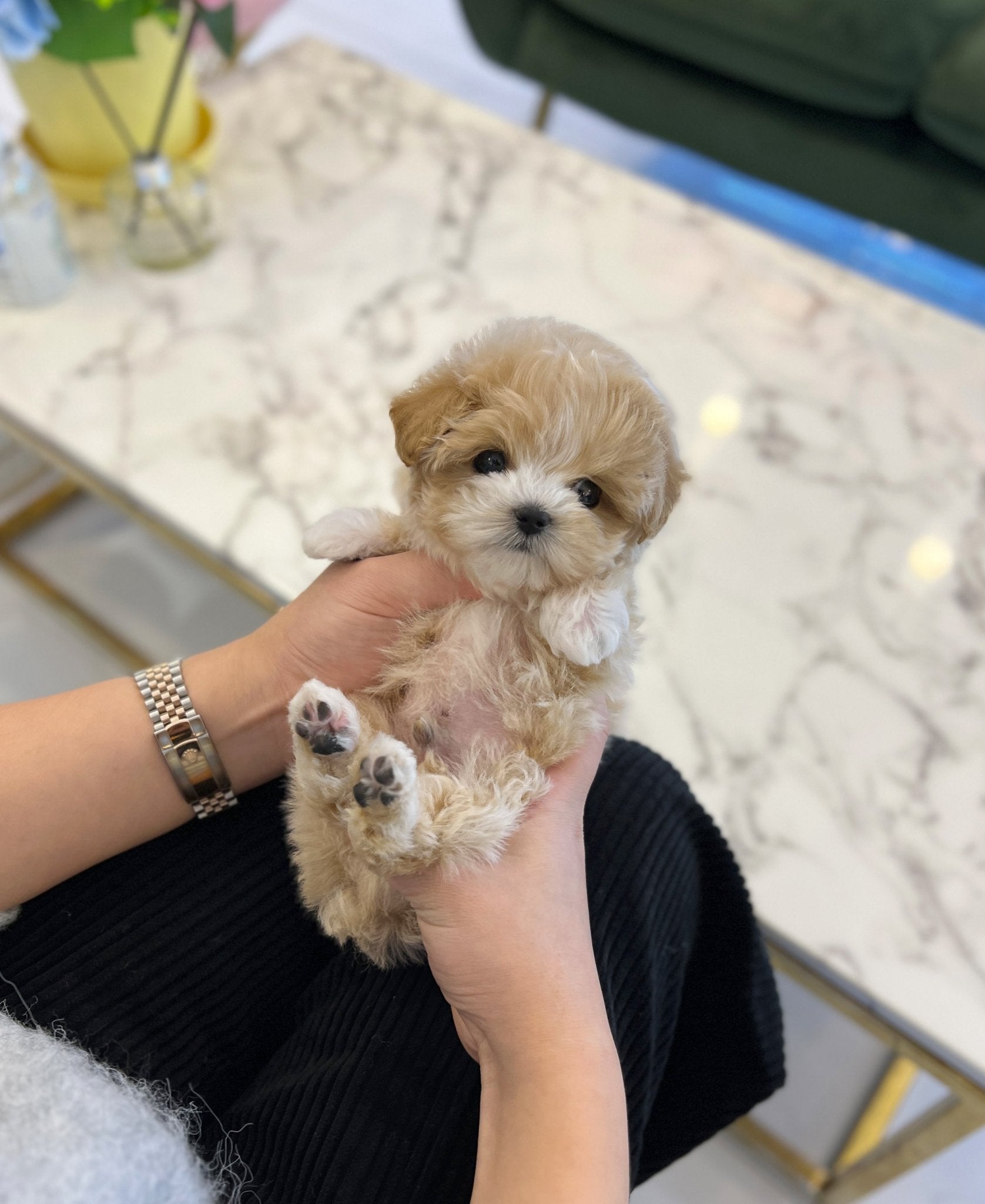 Maltipoo - Pongki - Beautiful puppy teacup puppy with adorable features available for adoption from Velydog