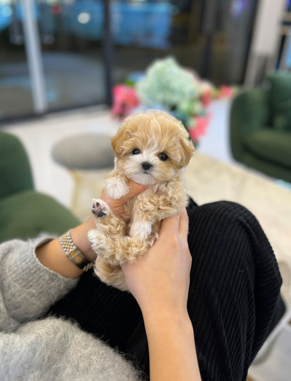 Maltipoo - Pongki - Beautiful puppy teacup puppy with adorable features available for adoption from Velydog