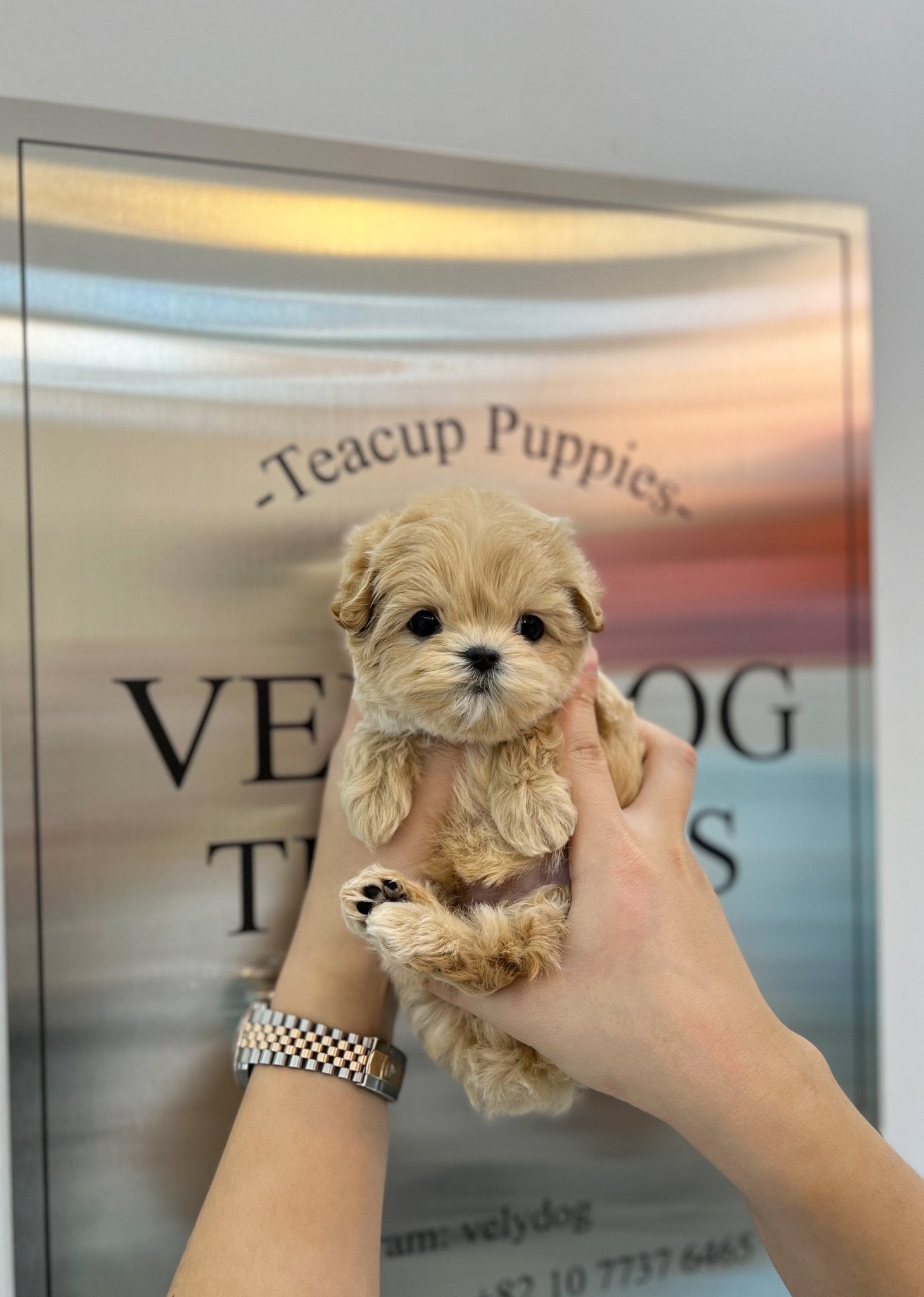 Maltipoo - Pooch(Male) - Beautiful puppy teacup puppy with adorable features available for adoption from Velydog