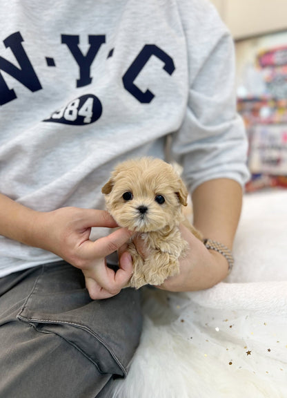 Maltipoo - Pooch(Male) - Beautiful puppy teacup puppy with adorable features available for adoption from Velydog