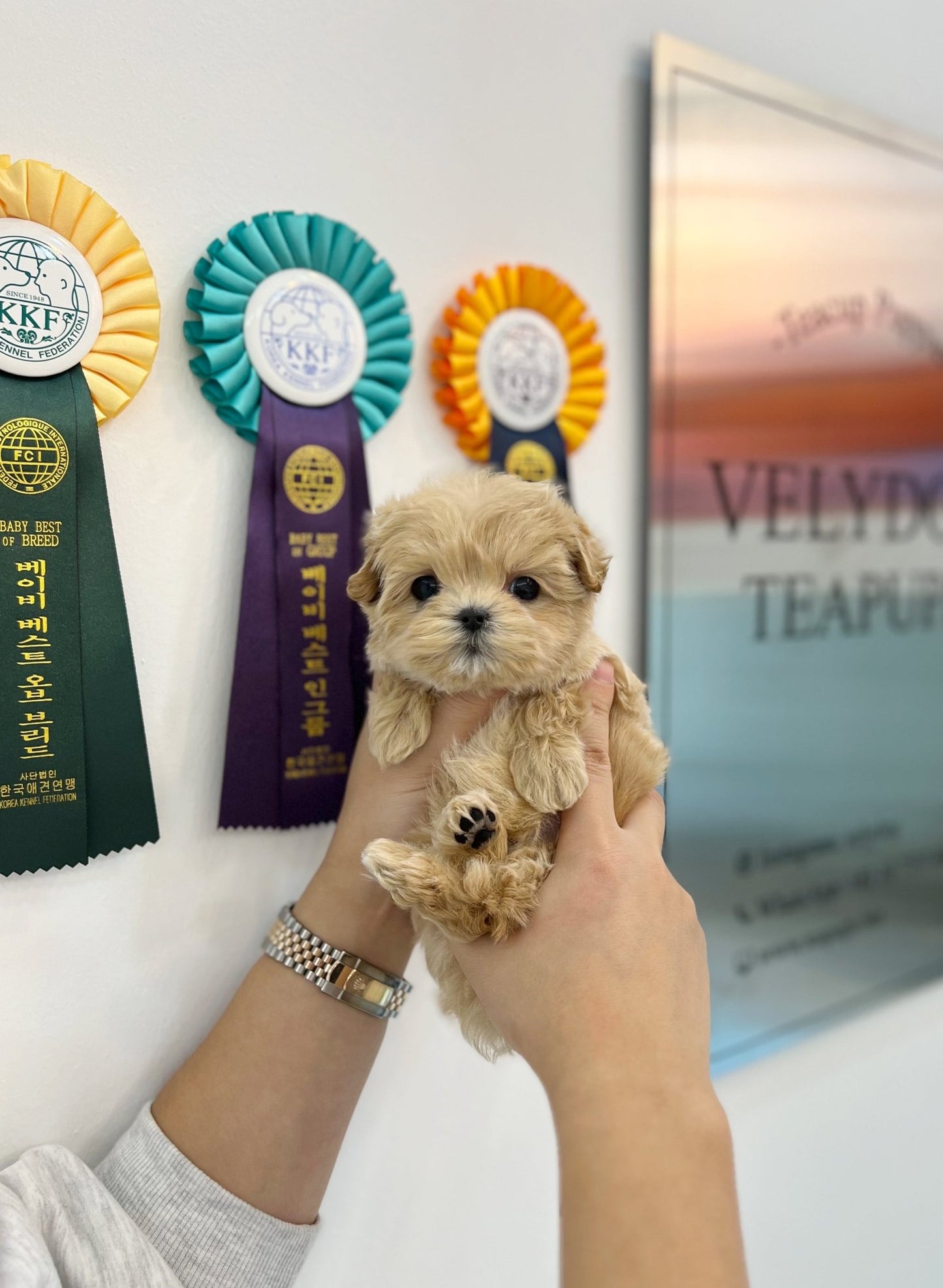 Maltipoo - Pooch(Male) - Beautiful puppy teacup puppy with adorable features available for adoption from Velydog