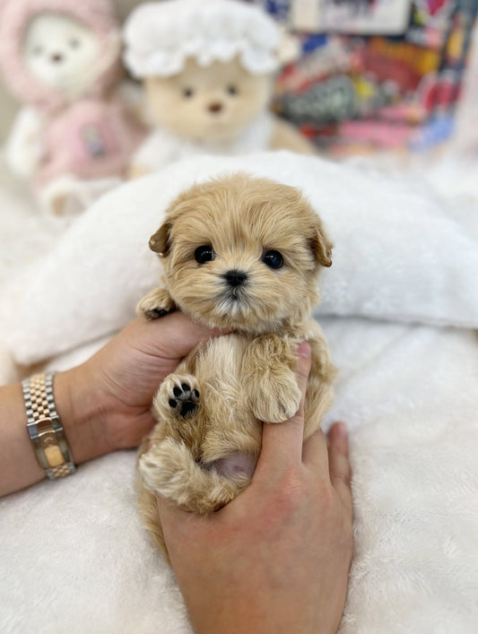 Maltipoo - Pooch(Male) - Beautiful puppy teacup puppy with adorable features available for adoption from Velydog