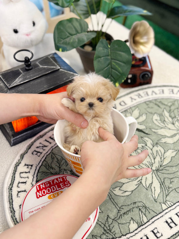 Maltipoo - Popcorn(Female) - Beautiful puppy teacup puppy with adorable features available for adoption from Velydog