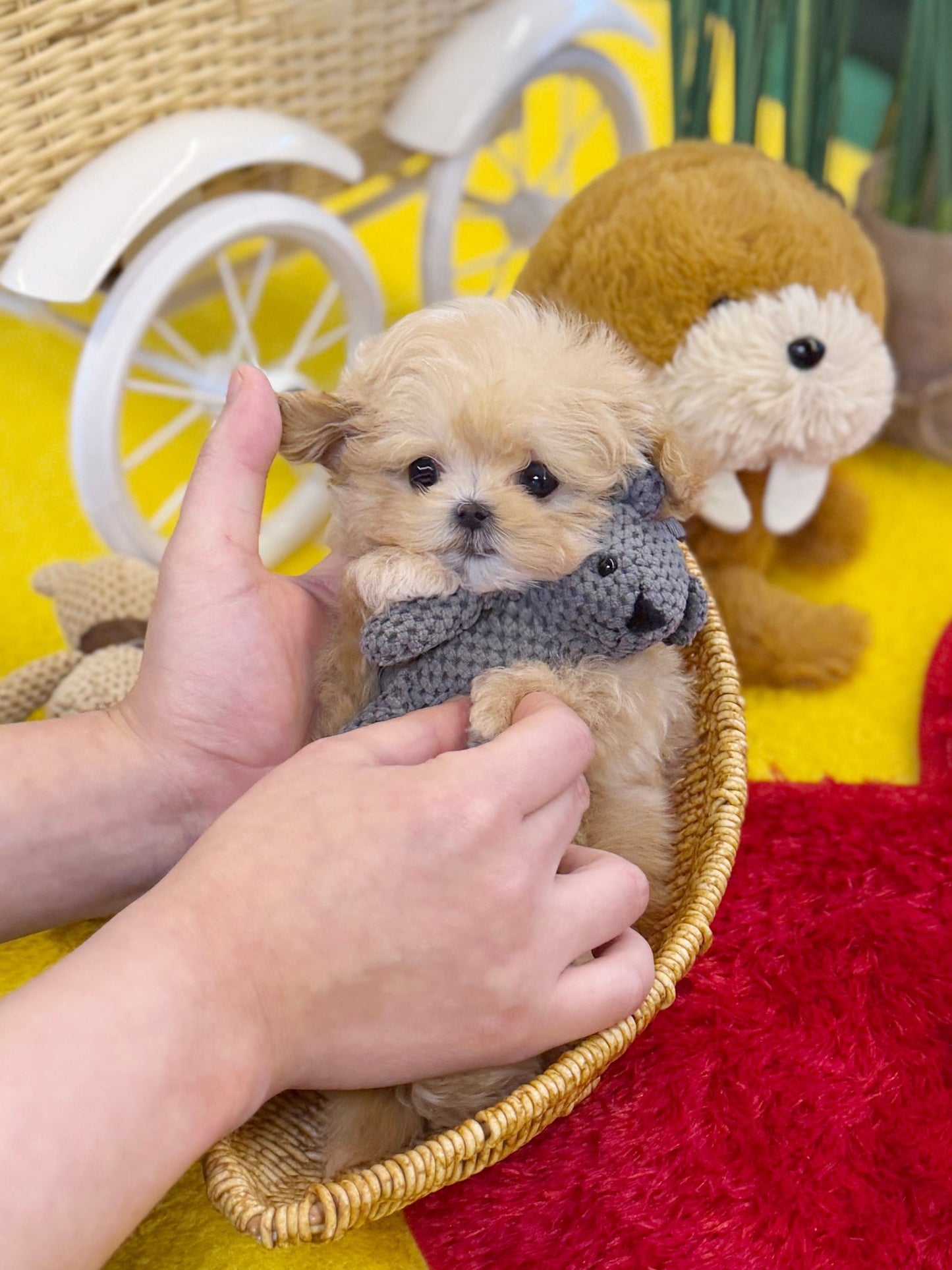 Maltipoo - Popo(Female) - Beautiful puppy teacup puppy with adorable features available for adoption from Velydog