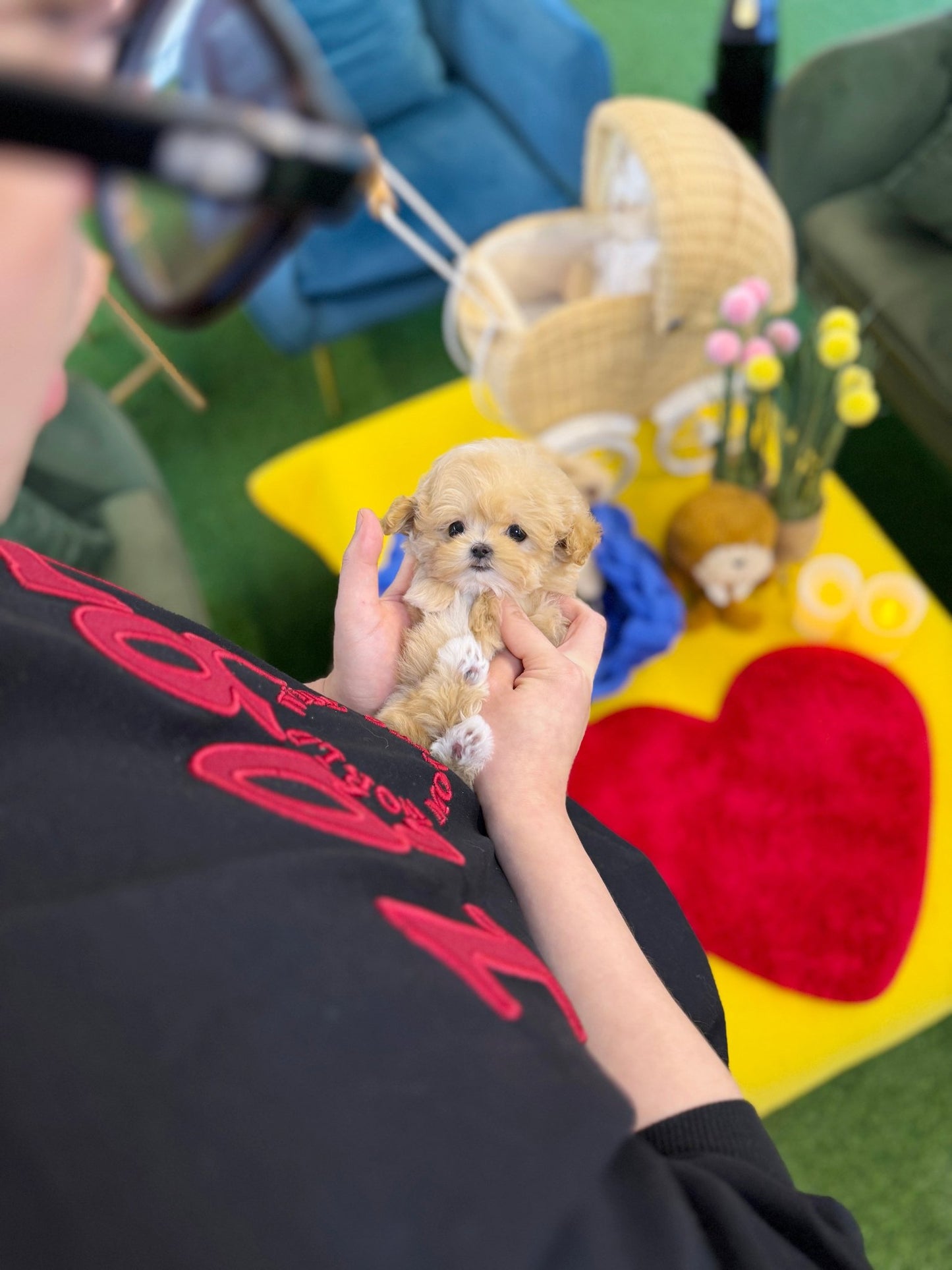 Maltipoo - Popo(Female) - Beautiful puppy teacup puppy with adorable features available for adoption from Velydog