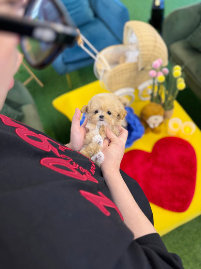 Maltipoo - Popo(Female) - Beautiful puppy teacup puppy with adorable features available for adoption from Velydog