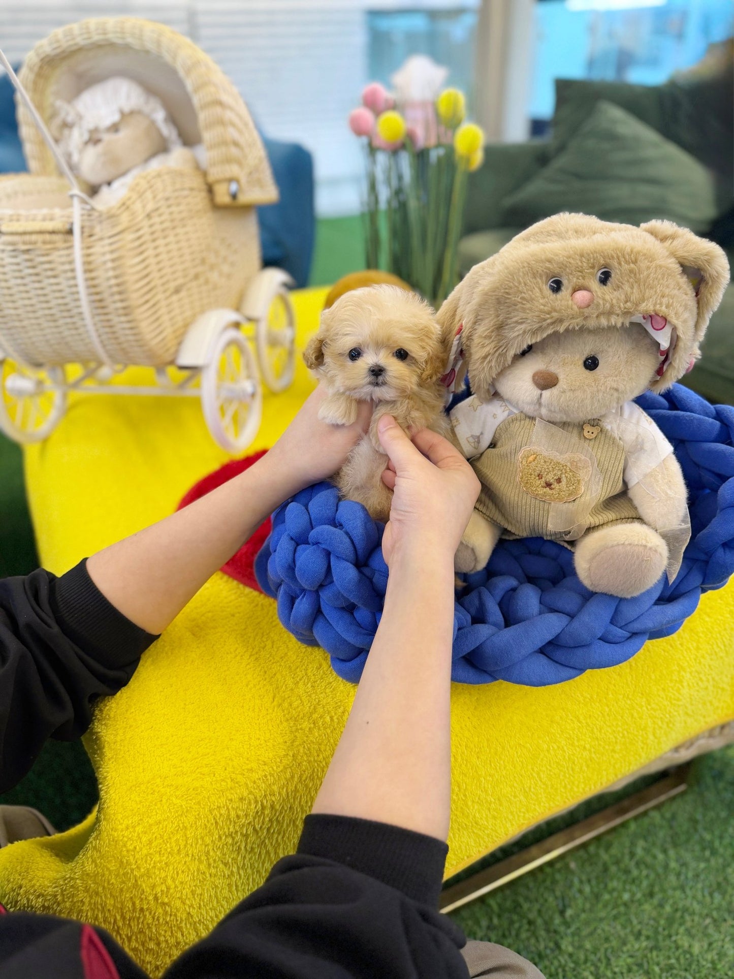Maltipoo - Popo(Female) - Beautiful puppy teacup puppy with adorable features available for adoption from Velydog