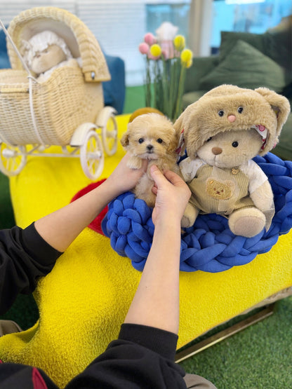 Maltipoo - Popo(Female) - Beautiful puppy teacup puppy with adorable features available for adoption from Velydog