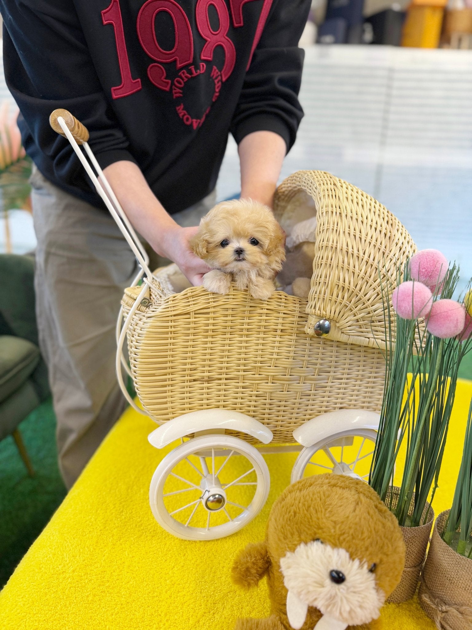 Maltipoo - Popo(Female) - Beautiful puppy teacup puppy with adorable features available for adoption from Velydog