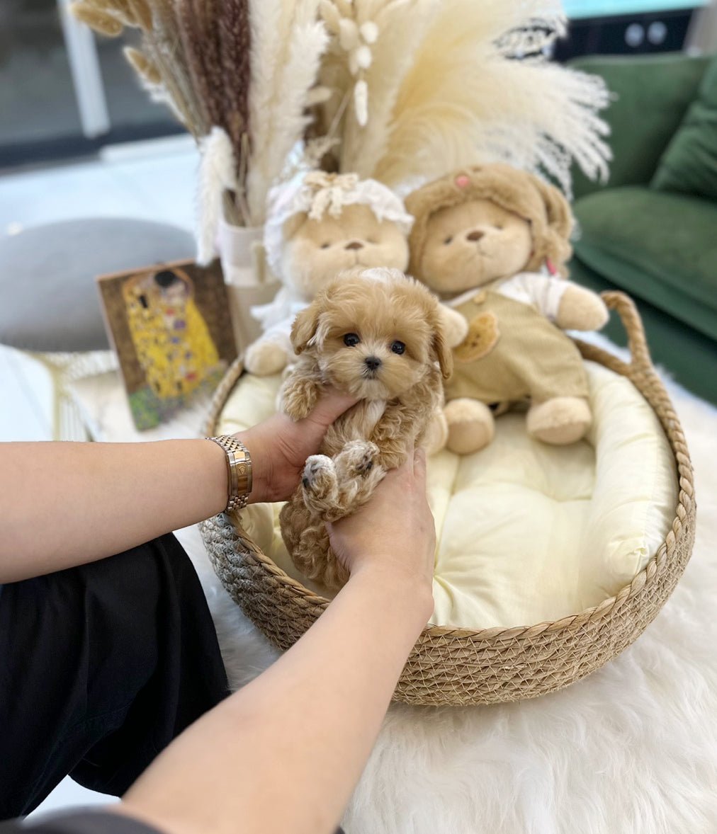 Maltipoo - Poppy(Male) - Beautiful puppy teacup puppy with adorable features available for adoption from Velydog