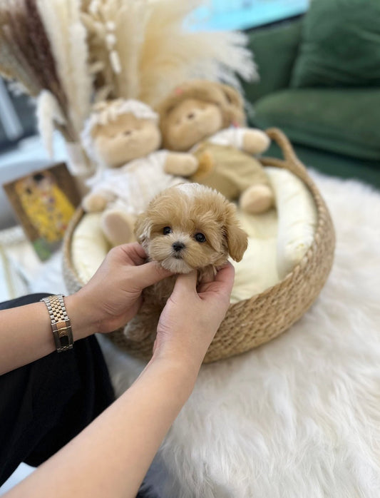 Maltipoo - Poppy(Male) - Beautiful puppy teacup puppy with adorable features available for adoption from Velydog