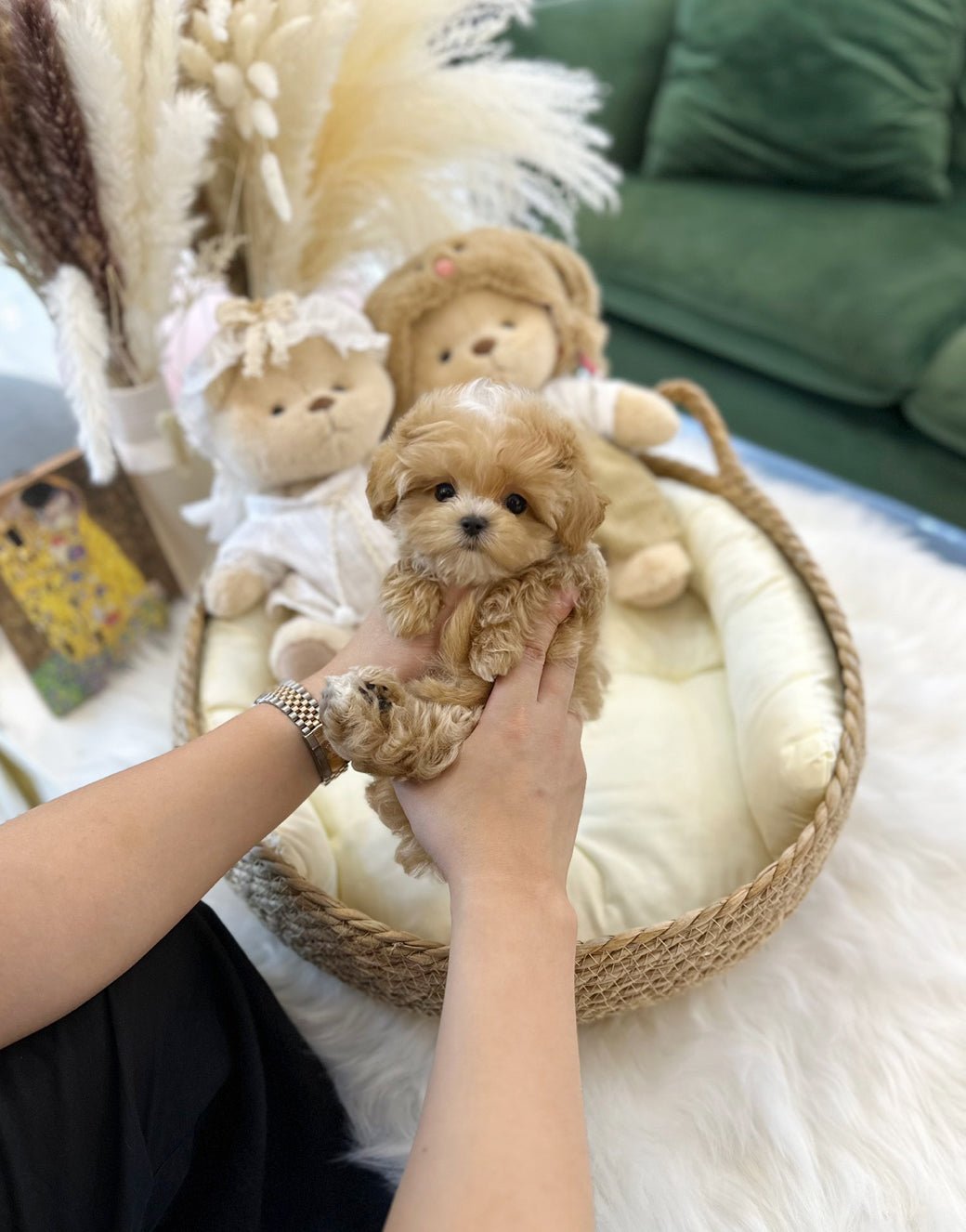 Maltipoo - Poppy(Male) - Beautiful puppy teacup puppy with adorable features available for adoption from Velydog