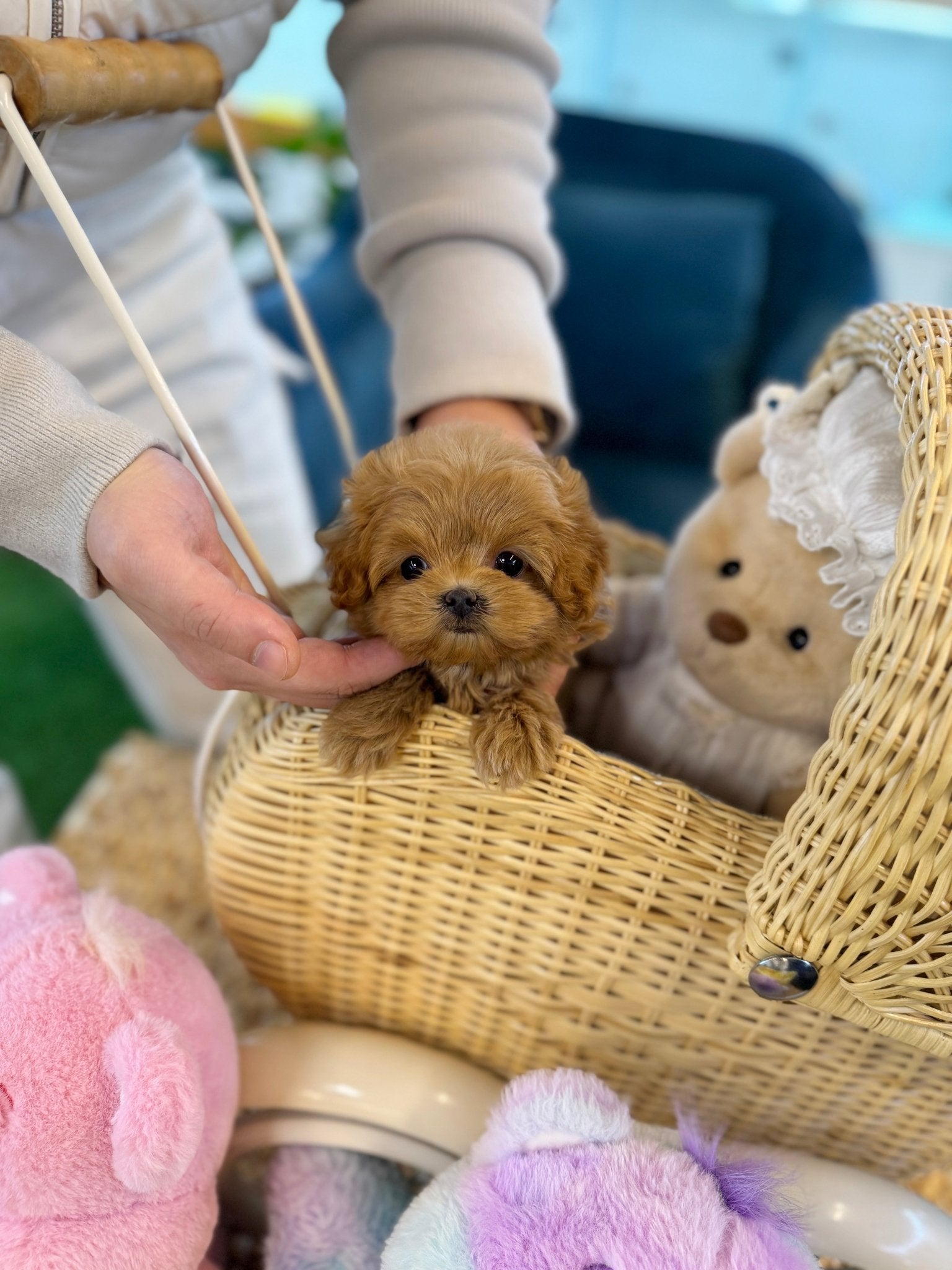 Maltipoo - Potato(Female) - Beautiful puppy teacup puppy with adorable features available for adoption from Velydog