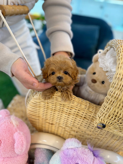 Maltipoo - Potato(Female) - Beautiful puppy teacup puppy with adorable features available for adoption from Velydog